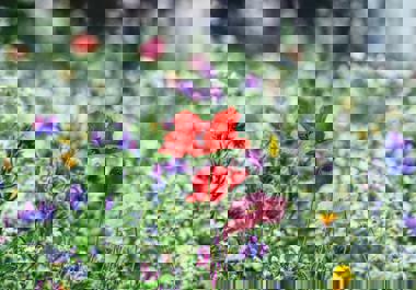 Wildflowers in a meadow with the focus on a single red poppy