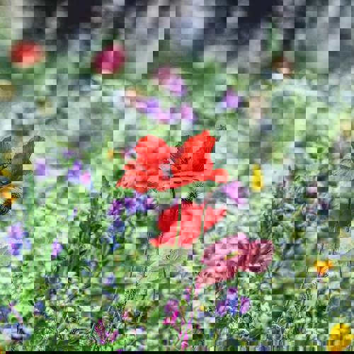 Test Wildflowers in a meadow with the focus on a single red poppy