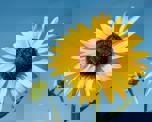 Close-up photo of the top of a sunflower with a blue sky background