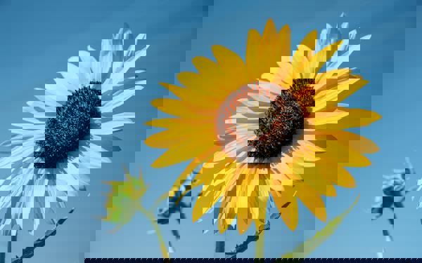 Close-up photo of the top of a sunflower with a blue sky background