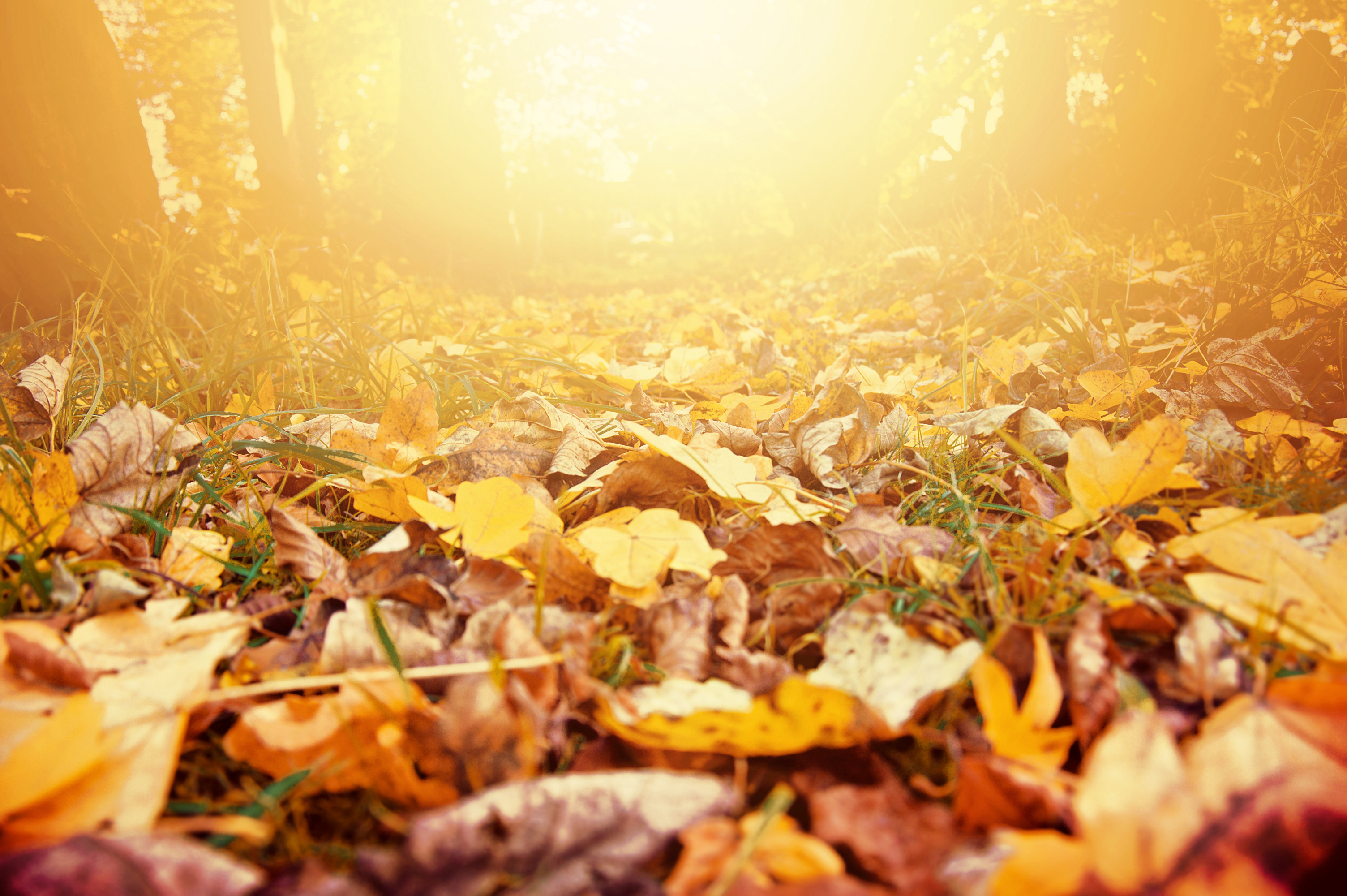 Autumn Scenery