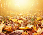 A path within a forest covered with brown and yellow fallen leaves from the trees above