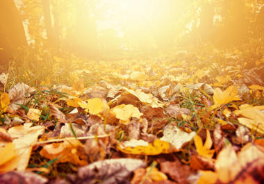 A path within a forest covered with brown and yellow fallen leaves from the trees above