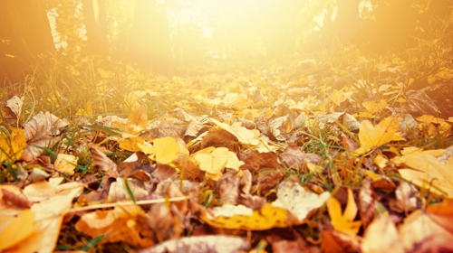 A path within a forest covered with brown and yellow fallen leaves from the trees above