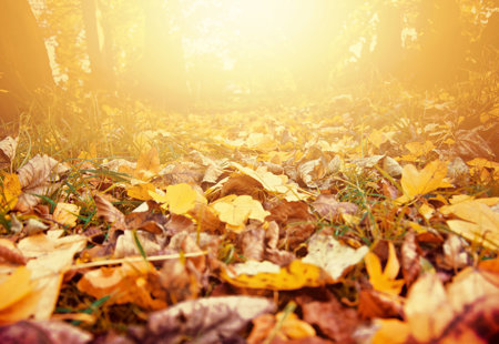 A path within a forest covered with brown and yellow fallen leaves from the trees above