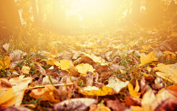 A path within a forest covered with brown and yellow fallen leaves from the trees above