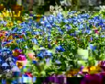 close-up photo of an outdoor flowerbed full of multicoloured blooms
