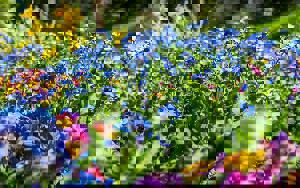 close-up photo of an outdoor flowerbed full of multicoloured blooms
