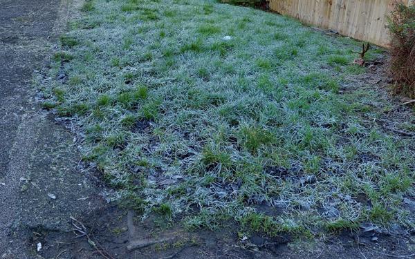 Frosty grass verge (1)